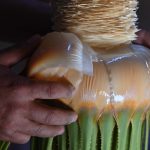ENTRE ESPINAS Y TRADICIÓN: EL ARTE DE LA FLOR DE SOTOL QUE SE RESISTE A DESAPARECER EN VILLA DE ARISTA